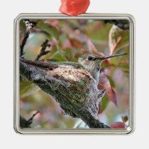 Hummingbird mother on nest -  Ornament