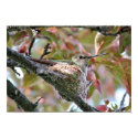 Hummingbird mother on nest - Print