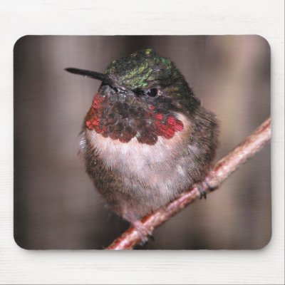Hummingbird Mousepad by toots1