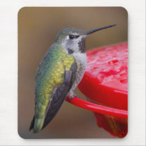 Hummingbird Mousepad