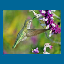 Hummingbird Nectar posters