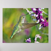 Hummingbird Nectar Poster
