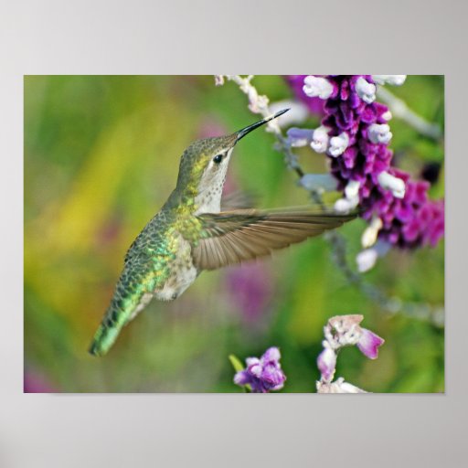 Hummingbird Nectar Poster