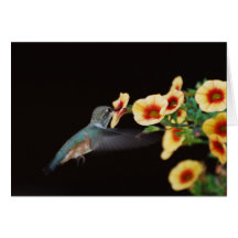 Hummingbird Note Card (blank)