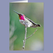 Hummingbird on a branch cards
