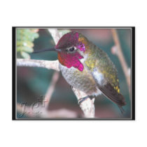 Hummingbird on Backyard Branch. postcards by Congress_Arizona Hummingbird on Backyard Branch. postcards