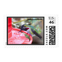 Hummingbird On Backyard Feeder. postage
