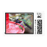 Hummingbird On Backyard Feeder. Stamps
