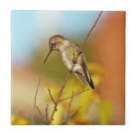 Hummingbird on branch tiles