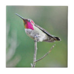 Hummingbird on branch ceramic tiles