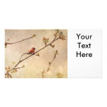 Hummingbird on Flowering Cherry Tree Photo Card Template