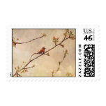 Hummingbird on Flowering Cherry Tree Postage Stamps