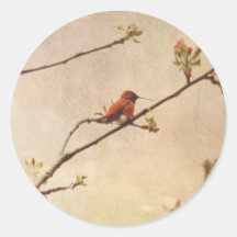 Hummingbird on Flowering Cherry Tree Round Sticker