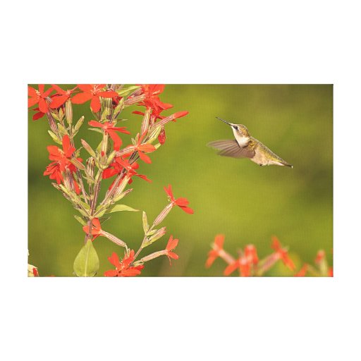 Hummingbird on Stretched Canvas Print