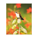 Hummingbird on Stretched Canvas Print