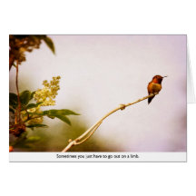 Hummingbird Out on a Limb Cards