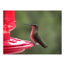 Hummingbird Pause posters