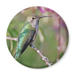 Hummingbird Perch II Refrigerator Magnet