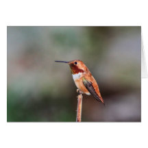 Hummingbird Photo Greeting Card