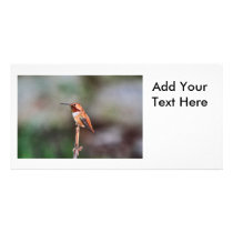Hummingbird Photo Photo Cards