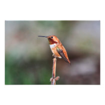Hummingbird Photo