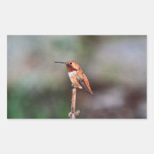 Hummingbird Photo Rectangular Sticker