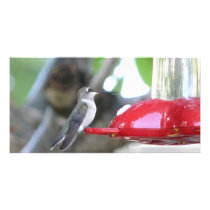 hummingbird photo cards