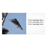 Hummingbird Photocard Picture Card