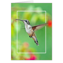 Hummingbird Photograph Greeting Card