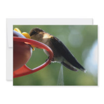 Hummingbird Poop! Invitation