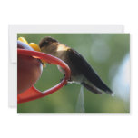 Hummingbird Poop! Invitation