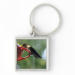 Hummingbird Poop! keychains