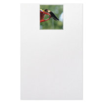 Hummingbird Poop! Personalized Stationery