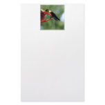 Hummingbird Poop! stationery