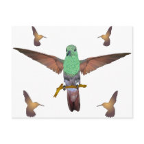 Hummingbird Post Cards