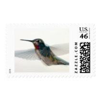 Hummingbird Postage Stamps