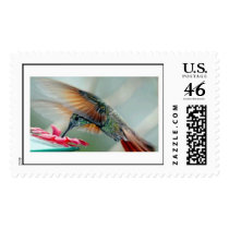 hummingbird postage