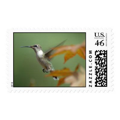 Hummingbird Postage