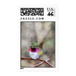 Hummingbird Postage Stamp