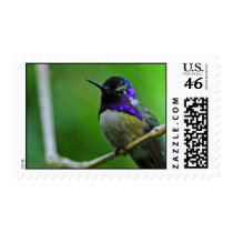 Hummingbird Postage Stamp stamps