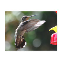 Hummingbird, postcard