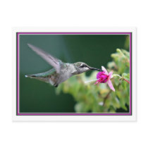Hummingbird postcards
