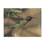 Hummingbird Post Cards