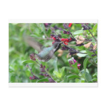 HummingBird postcards
