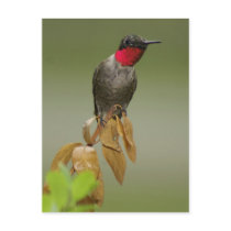 Hummingbird postcards by bpmcwill Hummingbird postcards