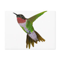Hummingbird Postcard