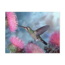 Hummingbird Postcard