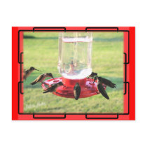 Hummingbird Postcard