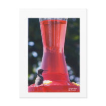 HummingBird Post Card