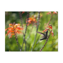 Hummingbird Postcard